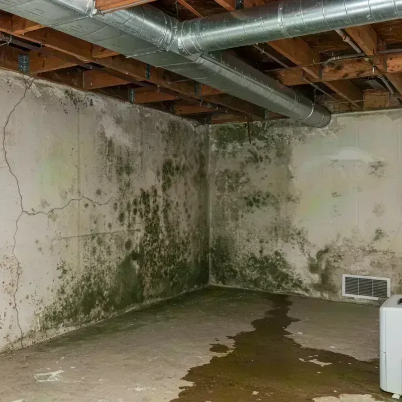 Professional Mold Removal in Linn, MO